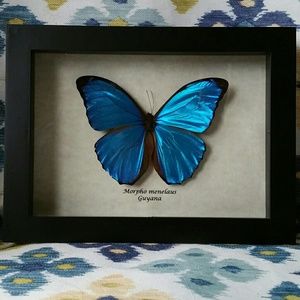 Real framed exotic butterfly